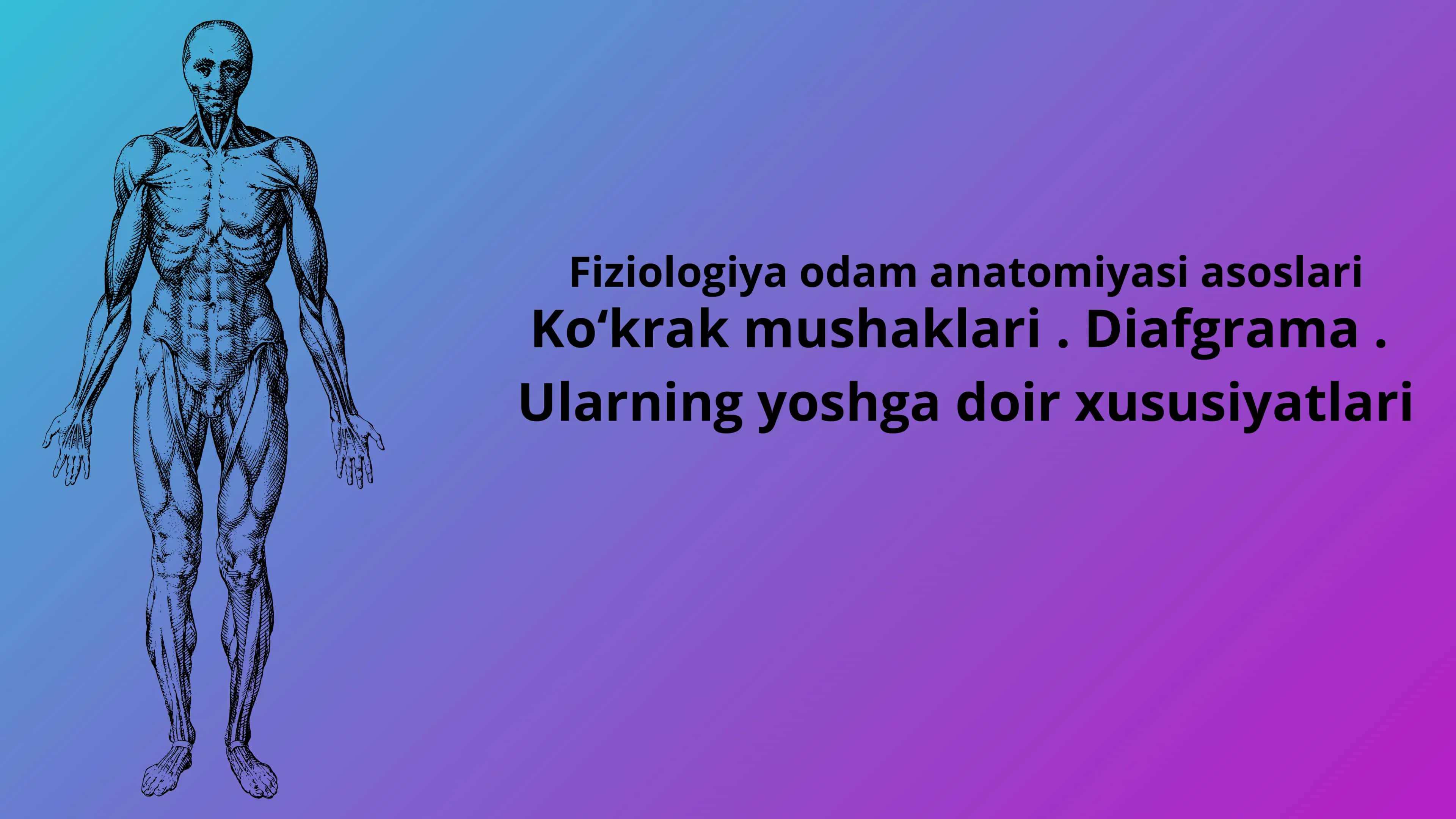 Koʻkrak mushaklari. Diafgrama. Ularning yoshga qarab oʻzgarishi 1