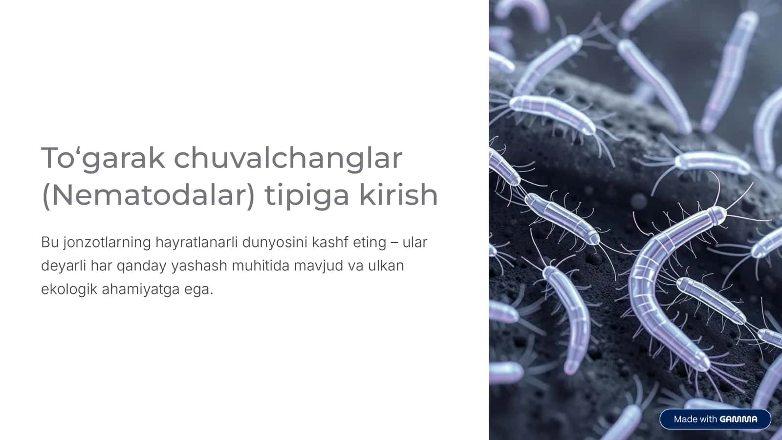 To'garak chuvalchanglar (Nematodalar) 1