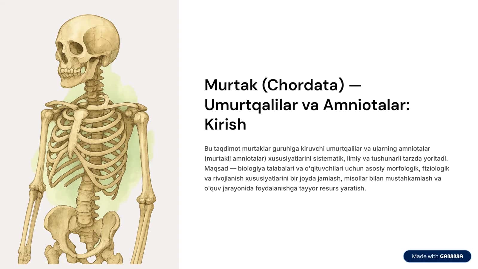 Murtak (Chordata) 1