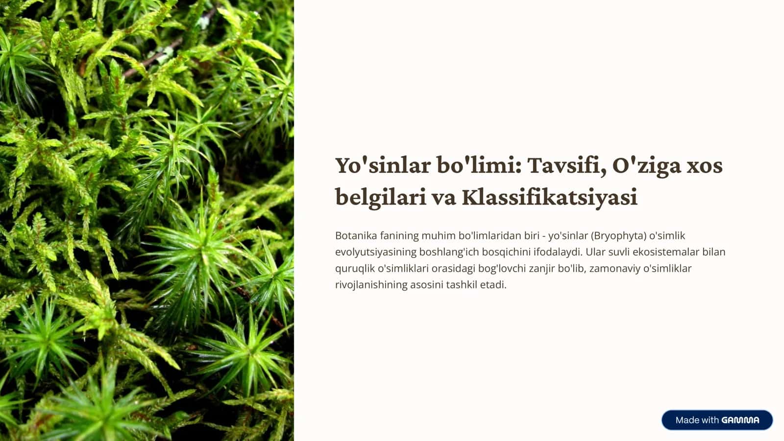Yo'sinlar bo'limi: Tavsifi, O'ziga xos belgilari va Klassifikatsiyasi 1
