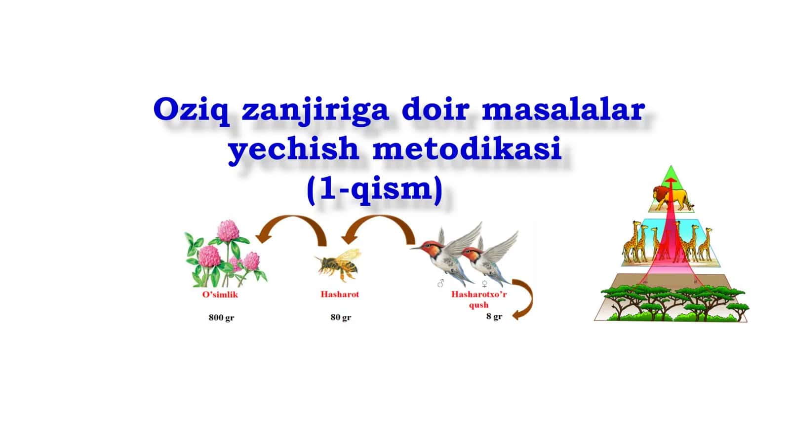 Oziq zanjiriga doir masalalar yechish metodikasi (1-qism) 1