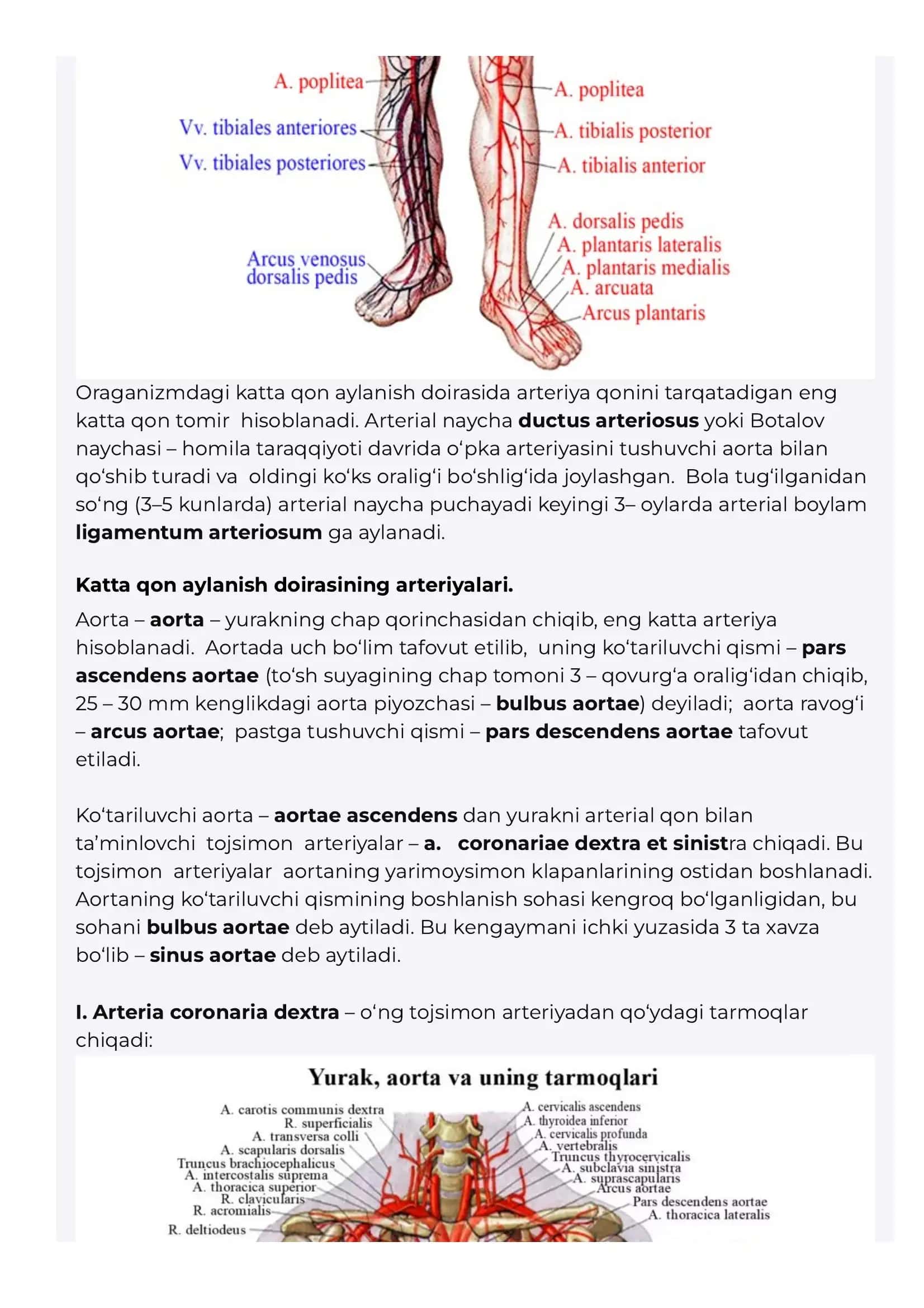 Katta qon aylanish doirasining arteriyalari Aorta Pastga tushuvchi aorta Kukrak aortas 2