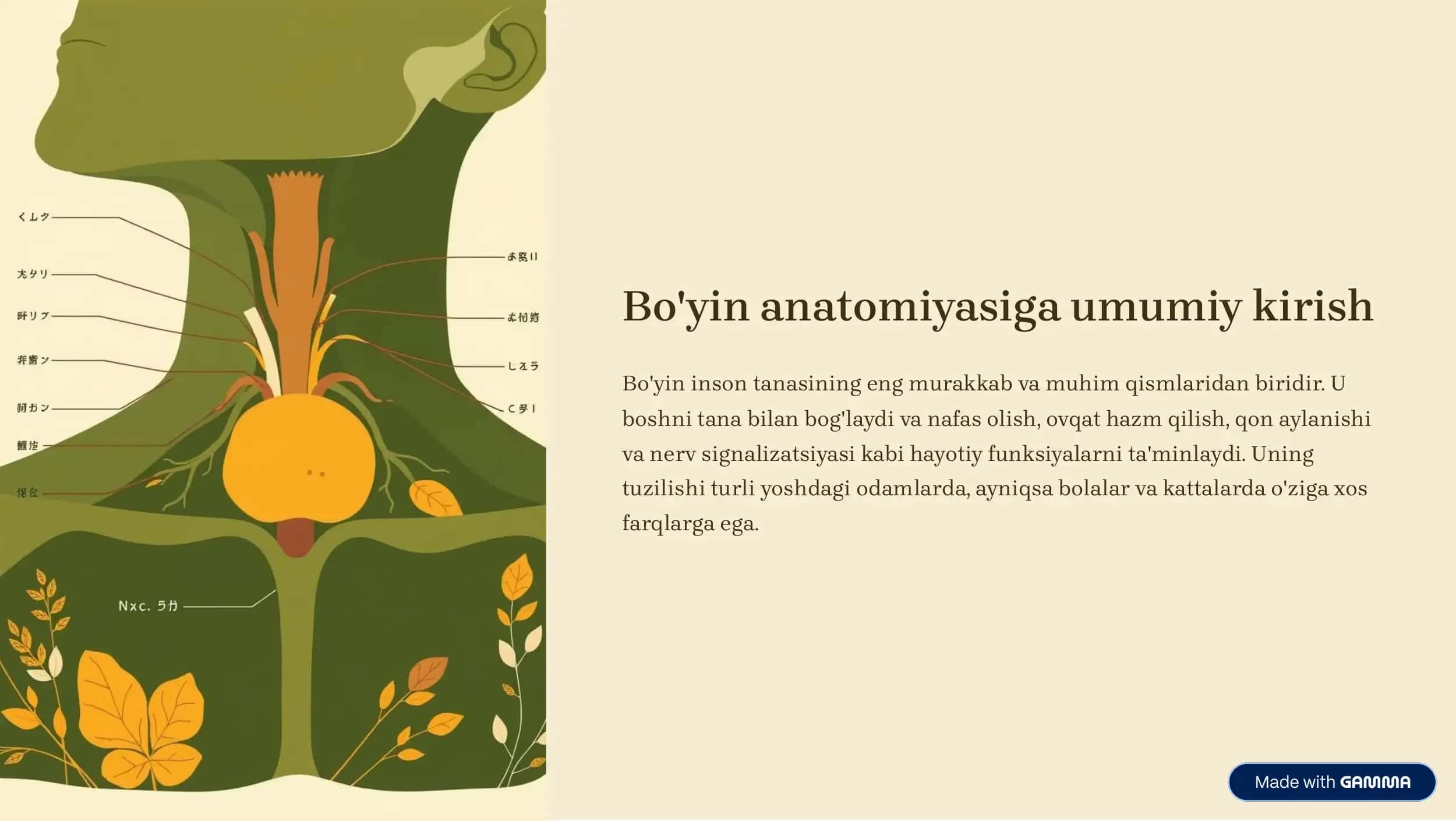 Bolalarda va kattalarda bo'yin a'zolarining klinik anatomiyasi 2