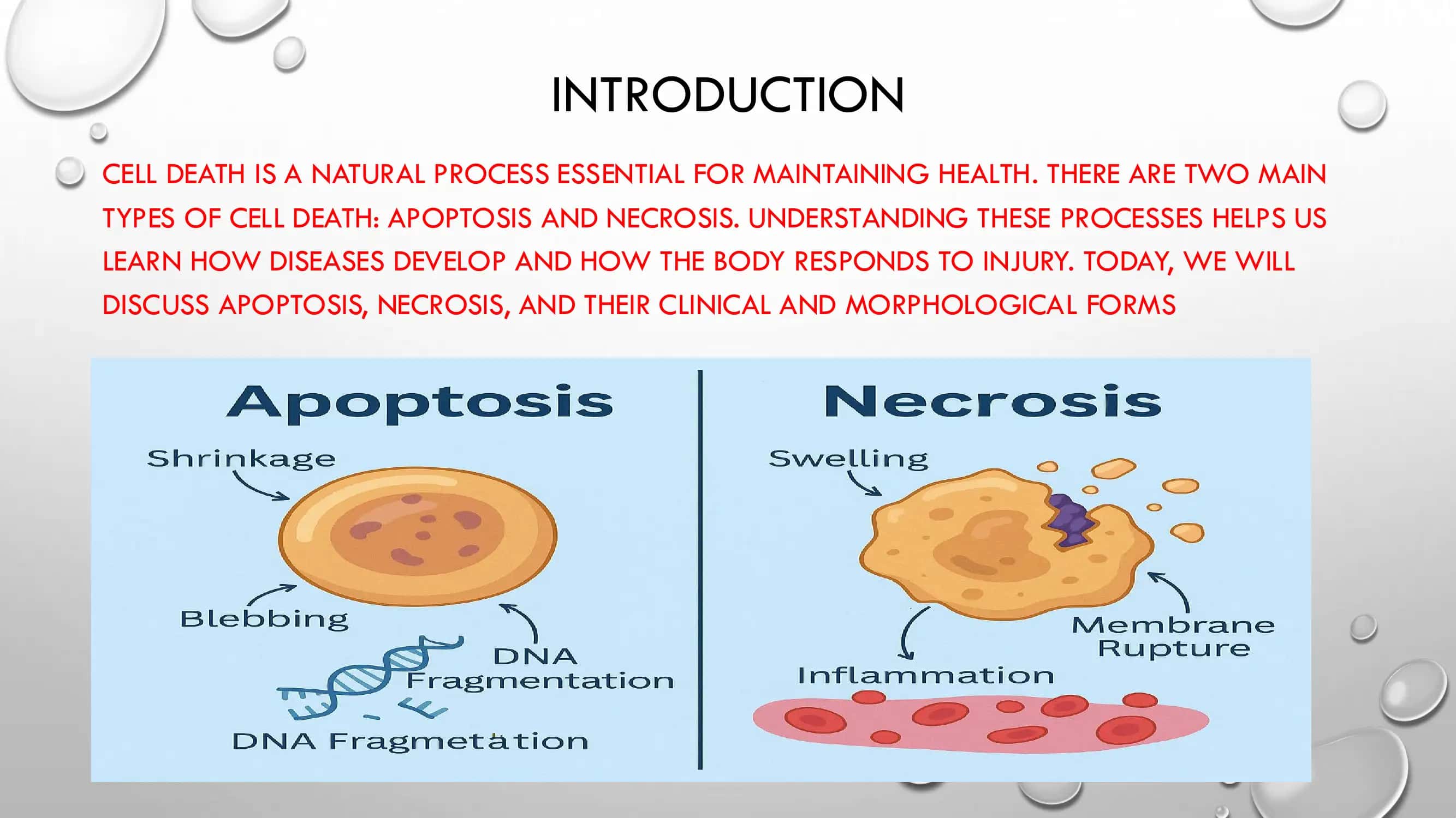 APOPTOSIS. NECROSIS. CLINICAL-MORPHOLOGICAL FORMS 2