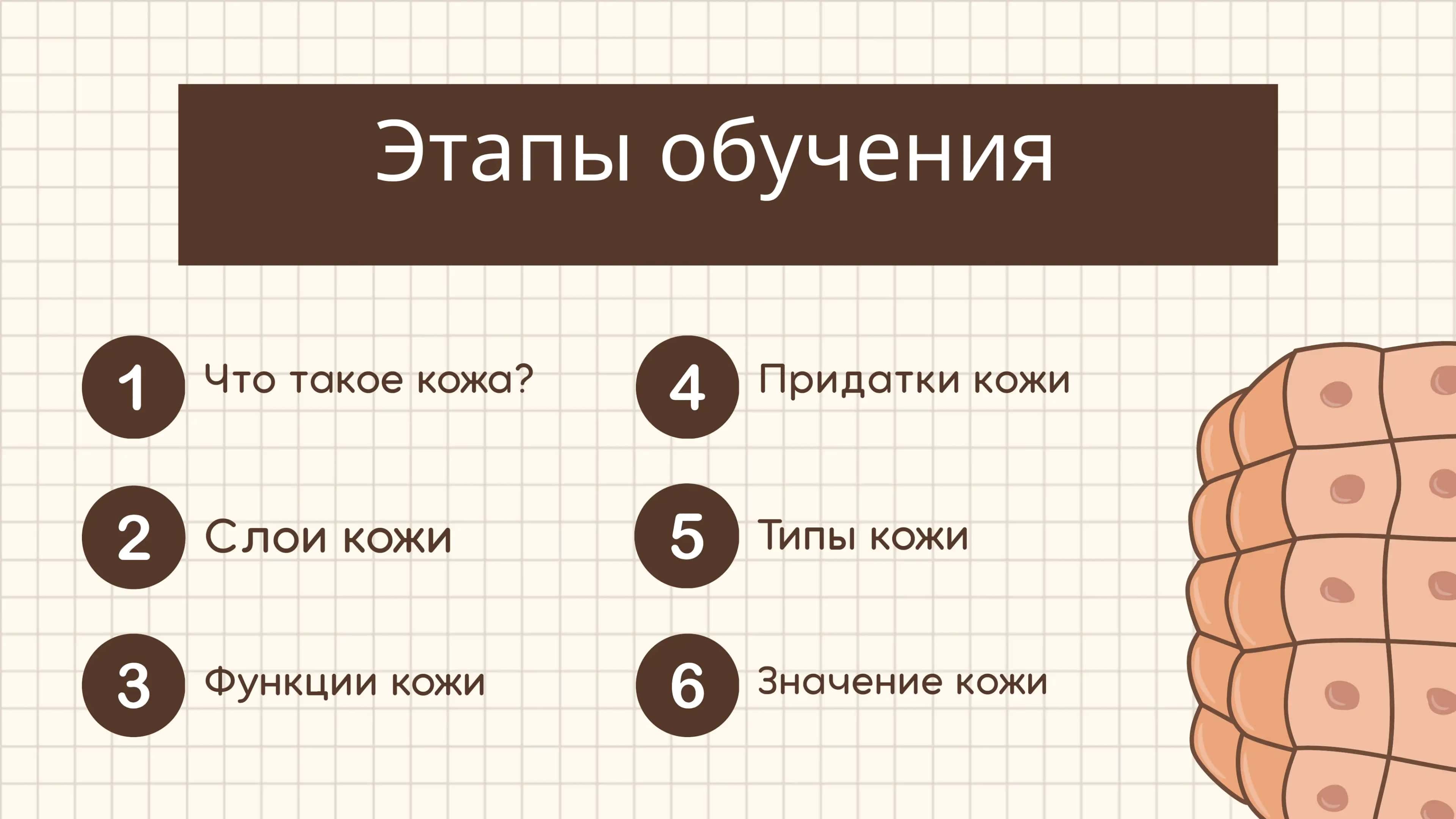 Вся информация о коже 📖🔬 2