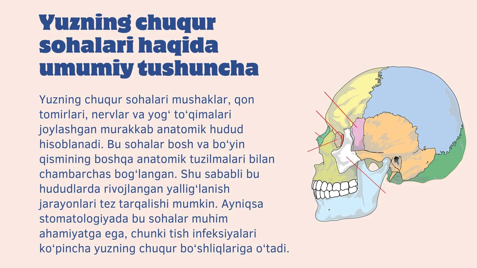 Yuzning chuqur sohasi, halqum atrofi va halqum orti bo'shliqlari. Halqum atrofi va halqum orti flegmonalarini ochish va drenajlash. 2