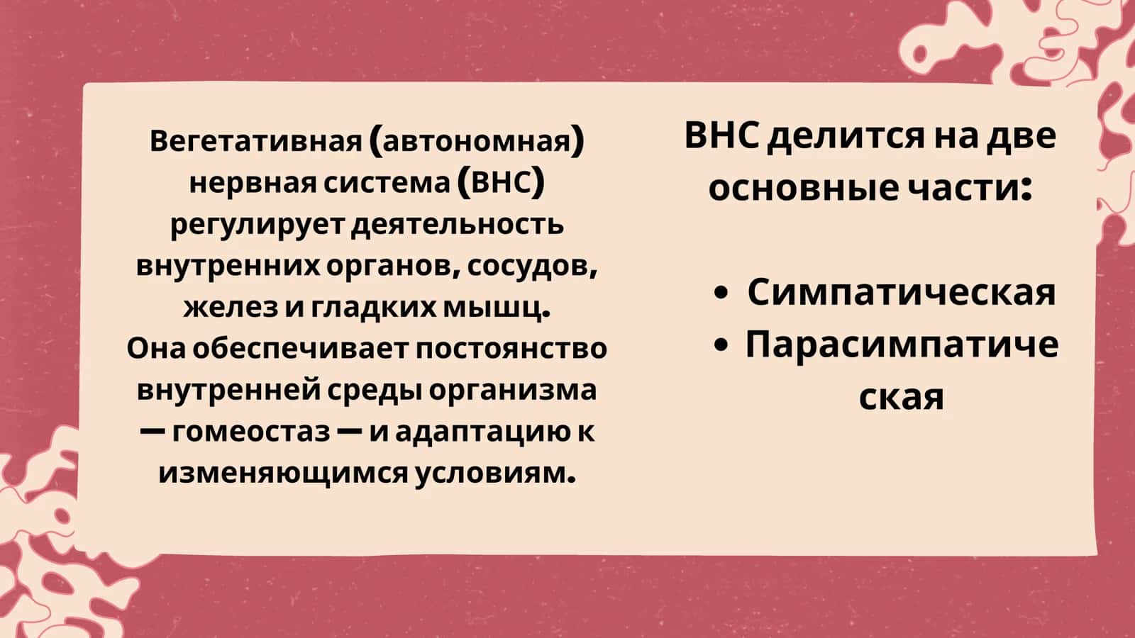 Симпатическая часть вегетативной нервной системы 2