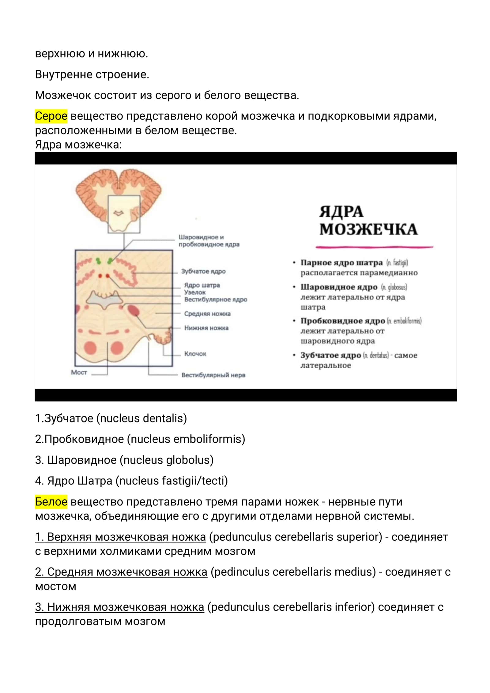 экстрапирамидальная_система,_мозжечок 2