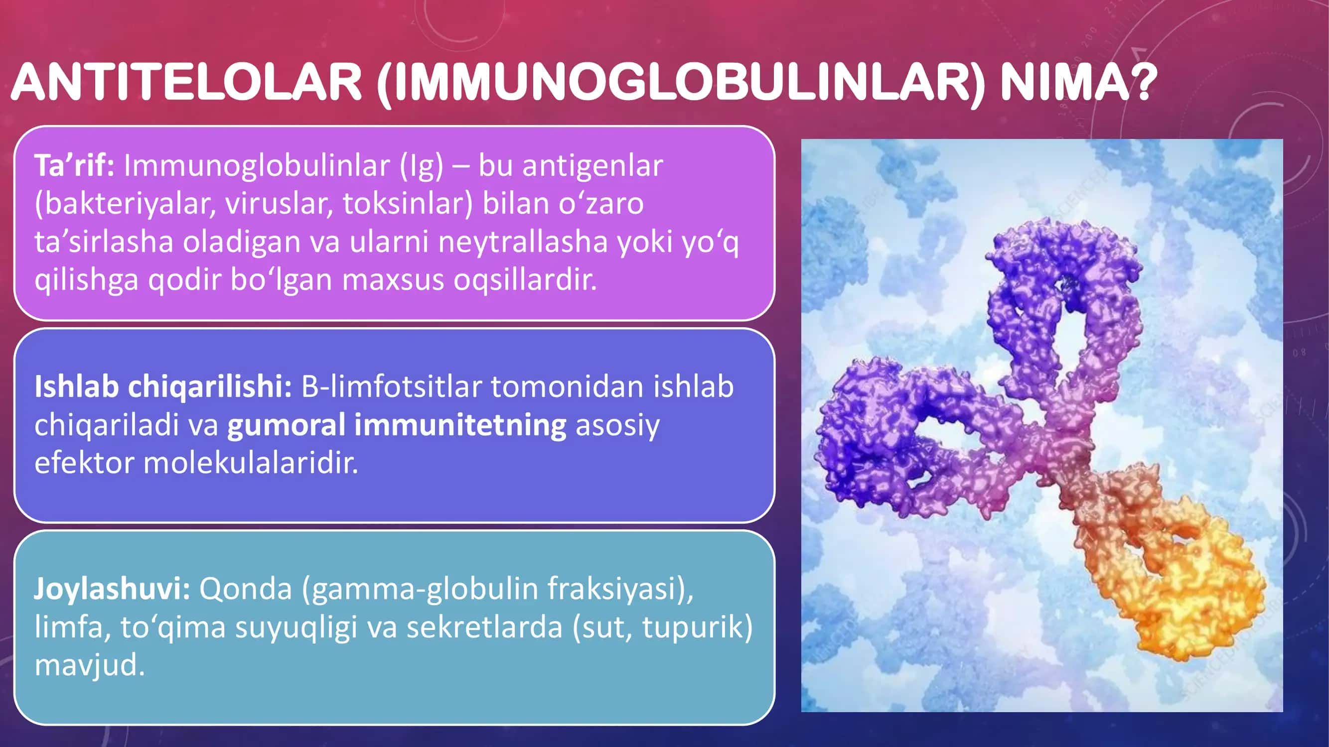 Immunoglobulinlar (Antitelolar) 2