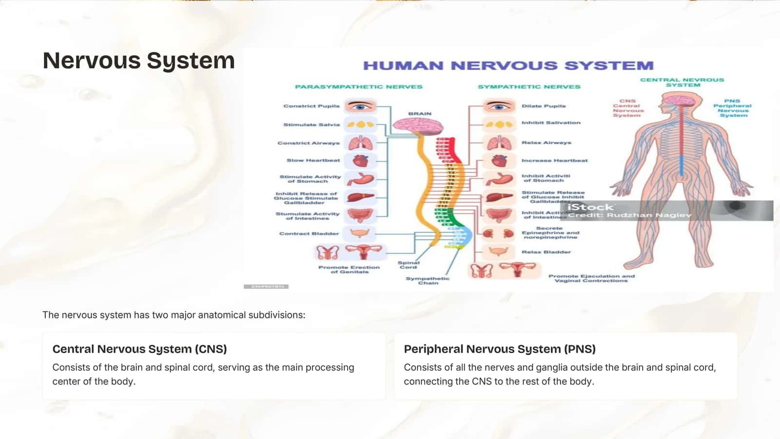 The Nervous System 2