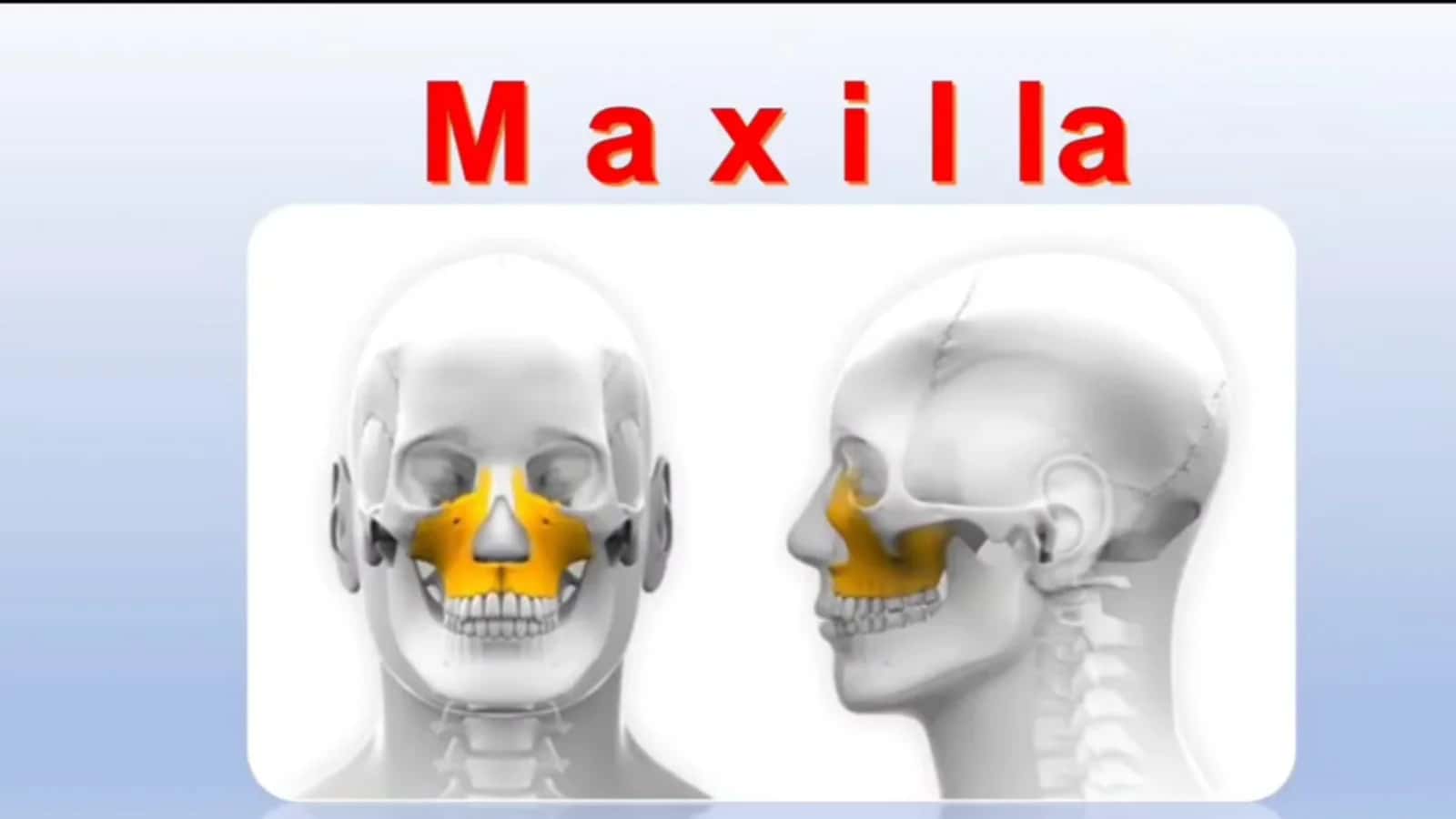 Yuqori jag‘. Maxilla 2
