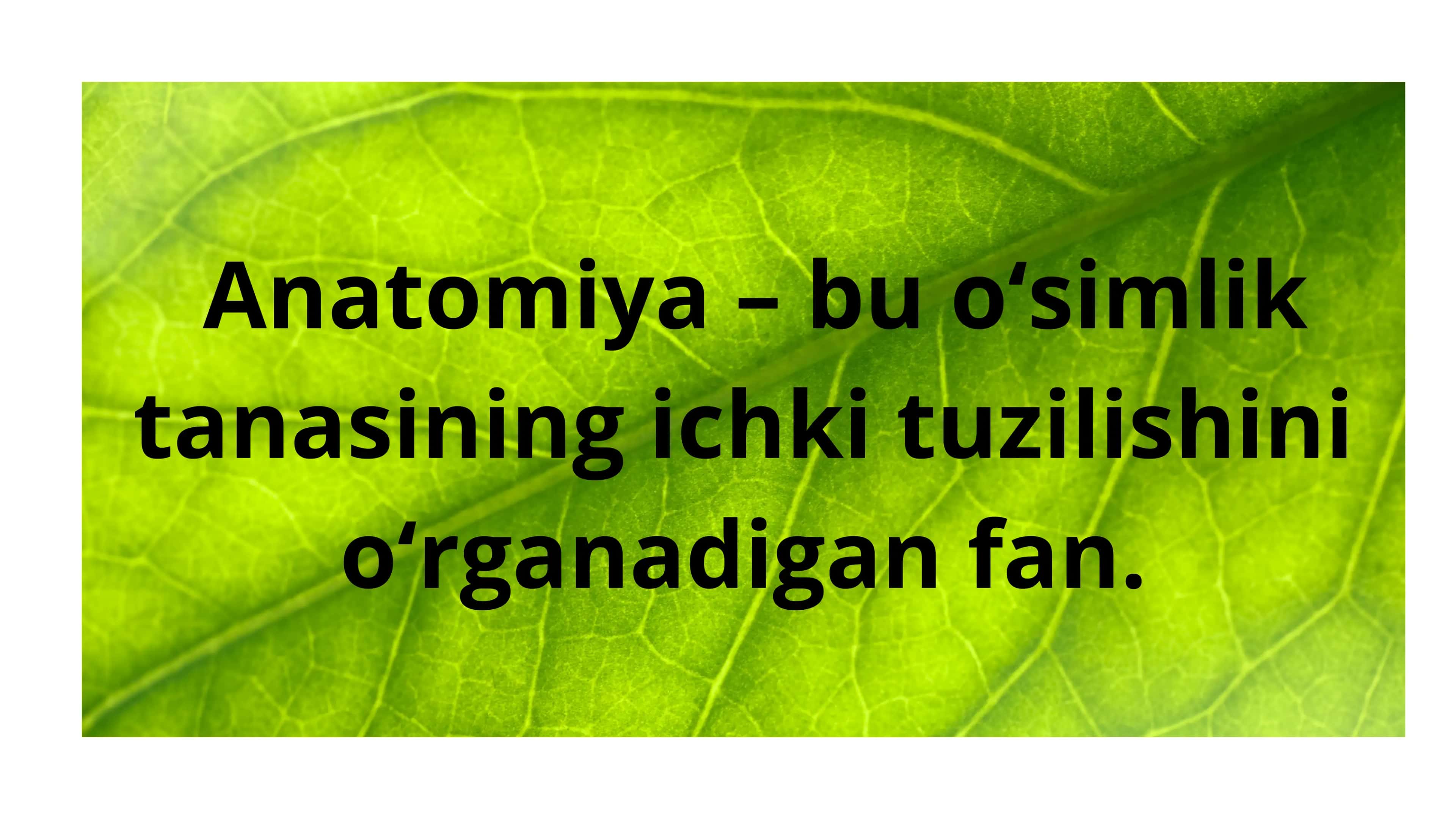 O'simliklar ANATOMIYASI VA FIZIOLOGIYASI 2