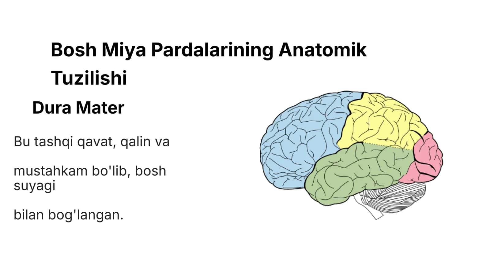 Bosh Miya Vena Tizimlari 2