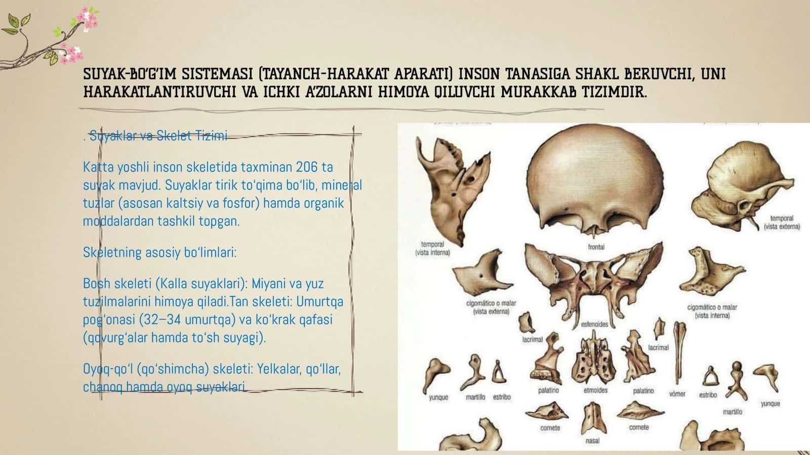 SUYAK VA BOʻGʻIMLAR SISTEMASI 2