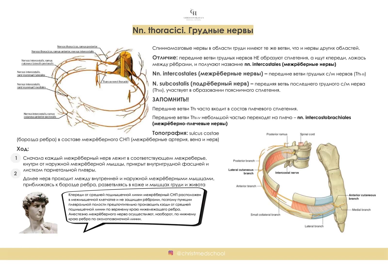 ИНТЕНСИВ ПО ПЕРИФЕРИЧЕСКОЙ НЕРВНОЙ СИСТЕМЕ ВЕБИНАР 4: Грудные нервы. Поясничное сплетение. Крестцовое сплетение. Копчиковое сплетение 2