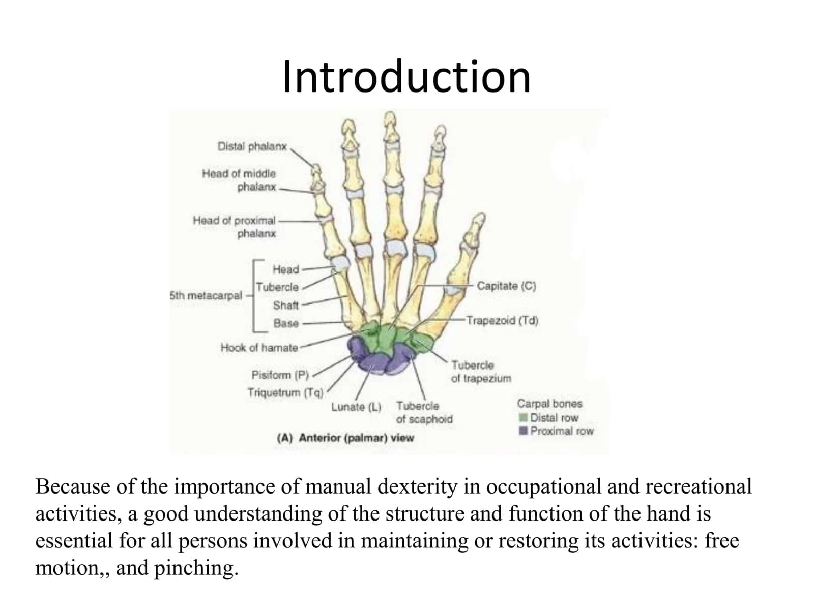 The Hand 2