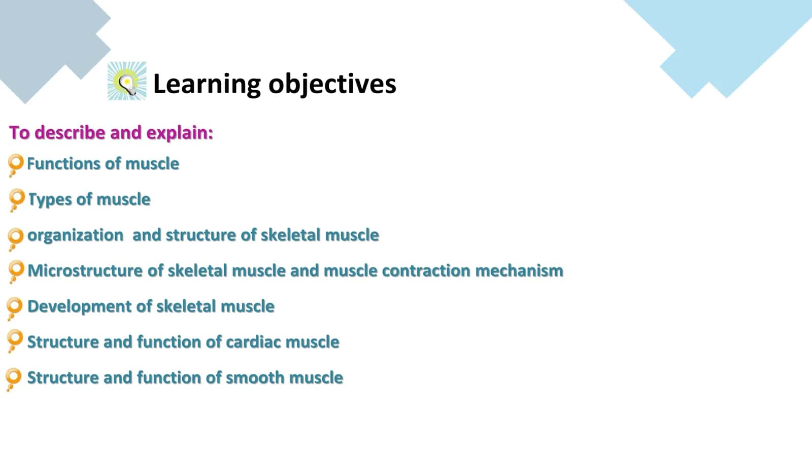 Muscular tissue 2