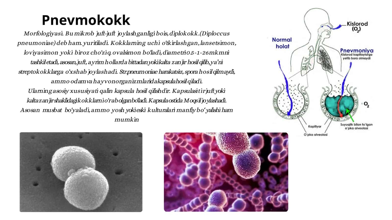 Pnevmokokk, Meningokokklar 2