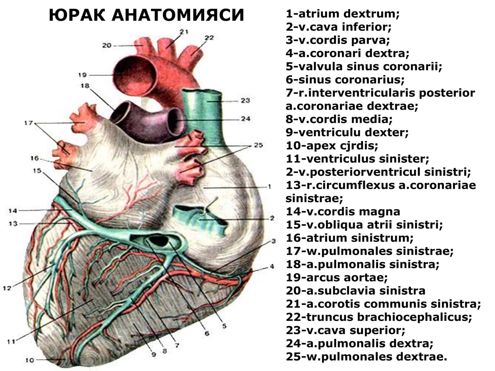 ЮРАК АНАТОМИЯСИ 2