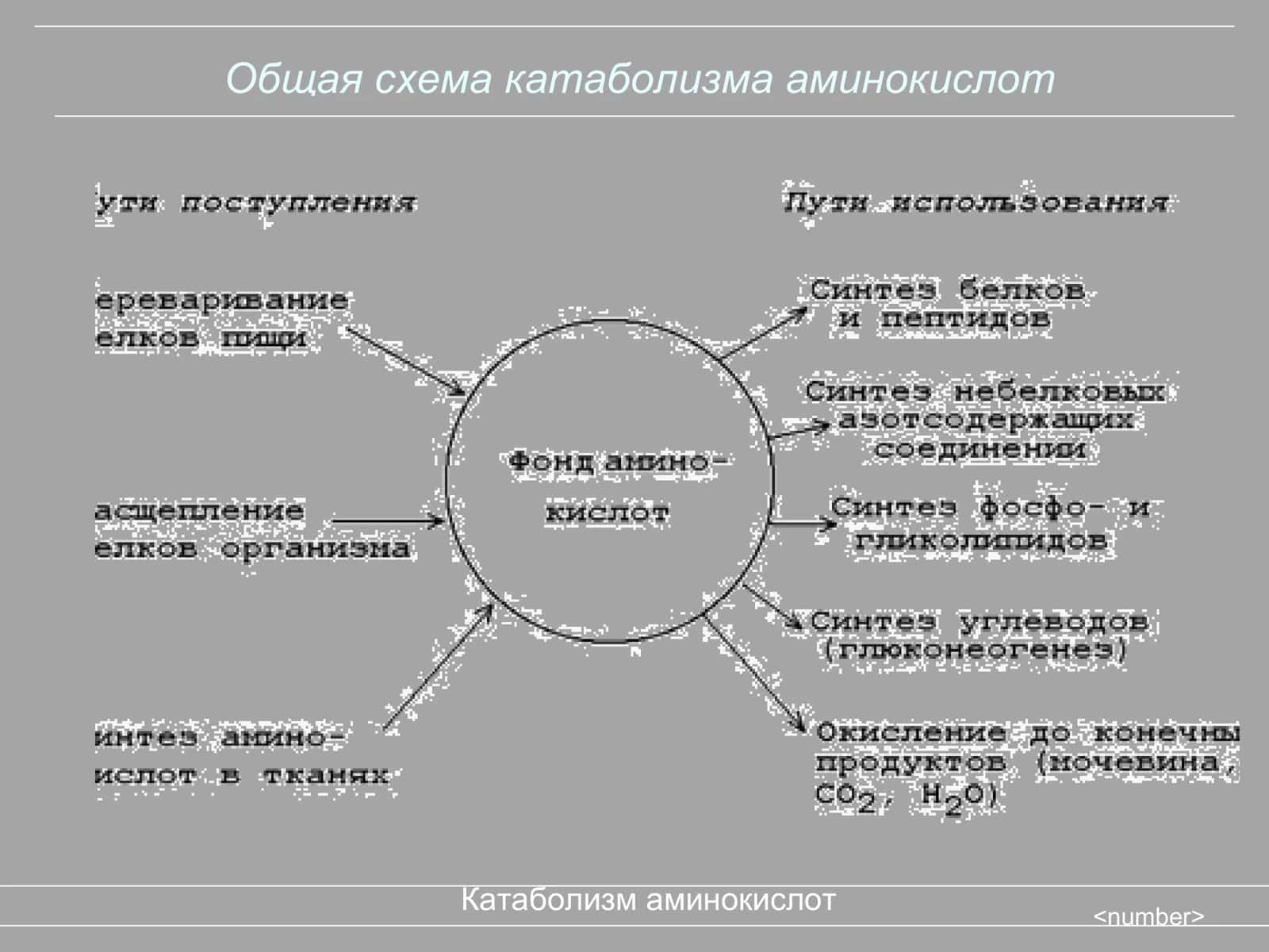 Универсальные пути катаболизма аминокислот 2