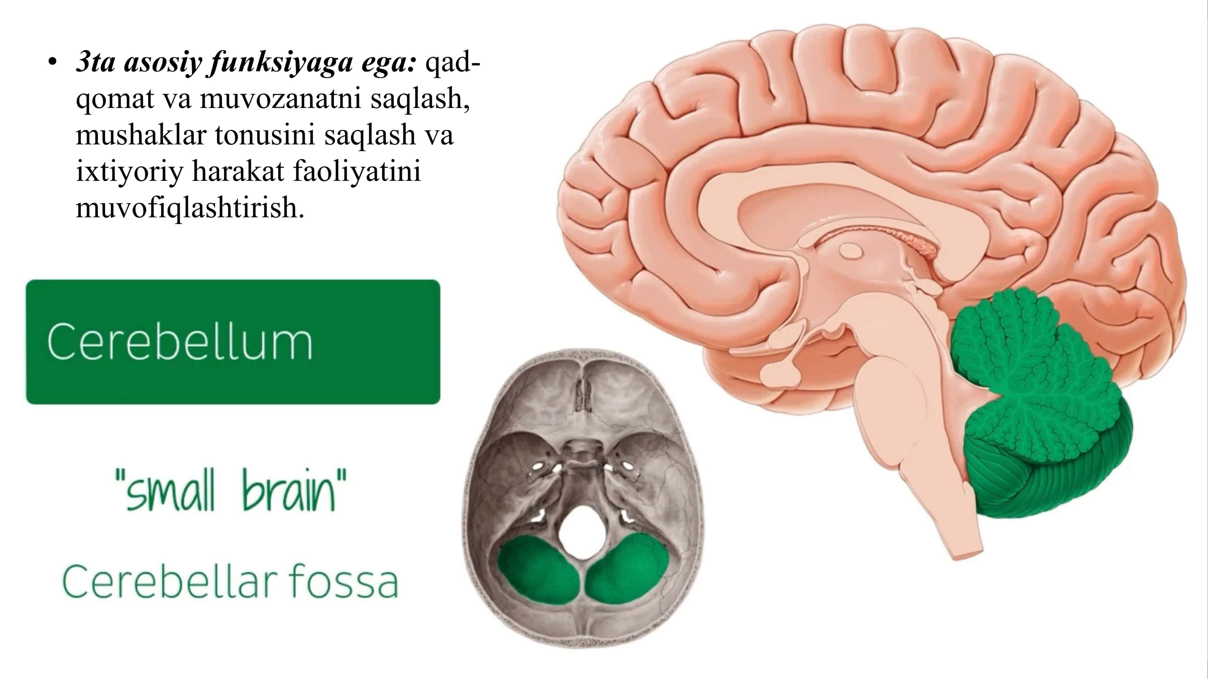 Neuroanatomy 2