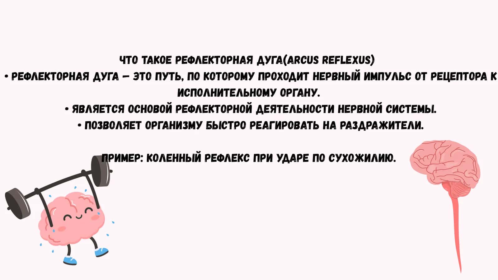 Простая рефлекторная дуга 2