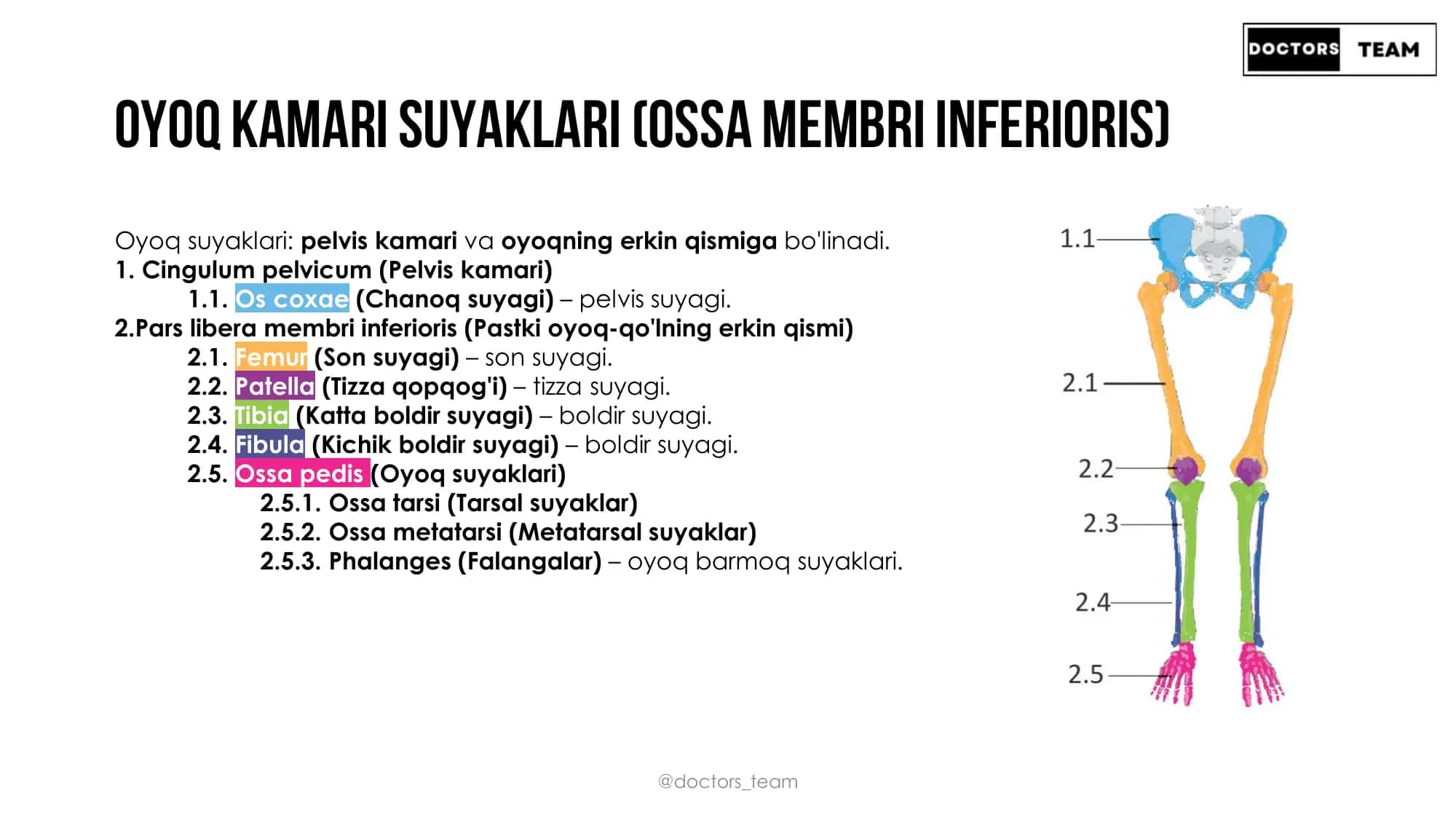 Oyoq kamari suyaklari 2