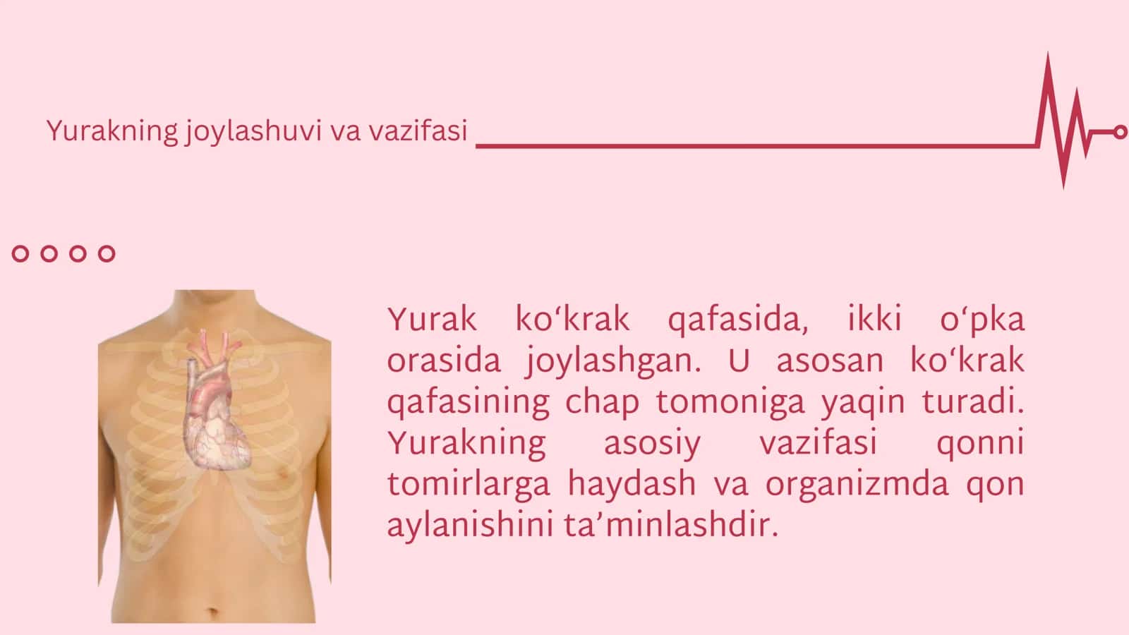 Biologiya fanidan “Yurak” mavzusida prezentatsiya 2