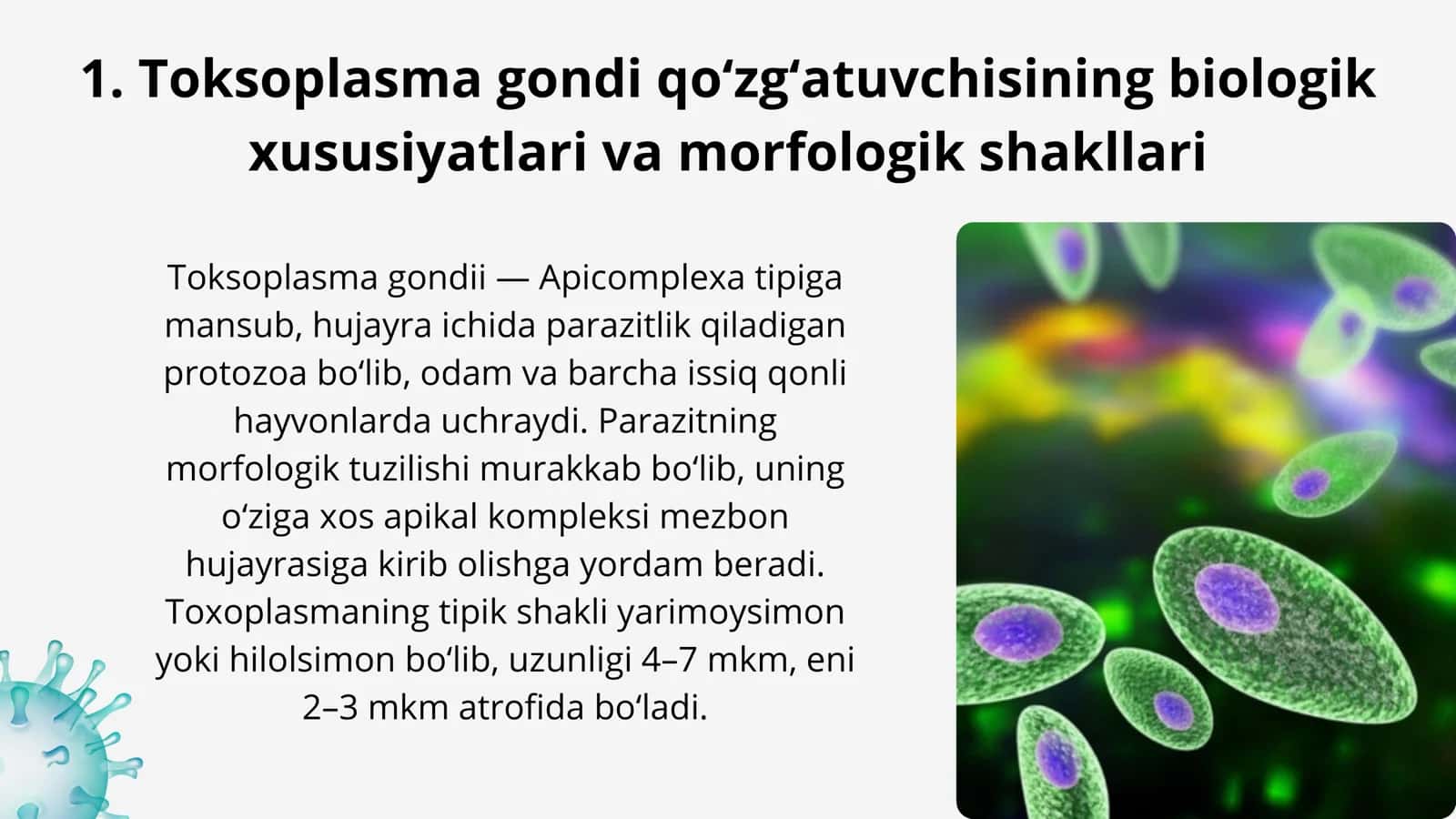 Toksoplazmoz kasalligining qo‘zg‘atuvchisi 2