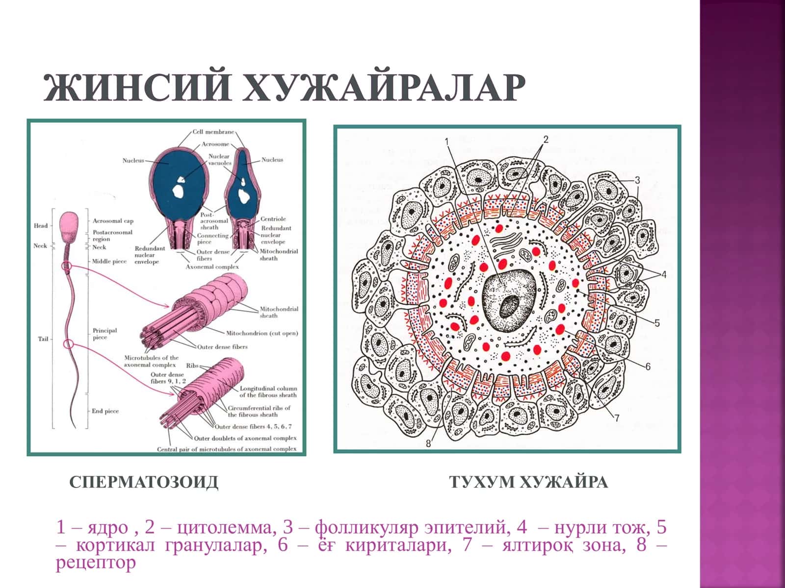 Сперматозоид тухум хузайра 2