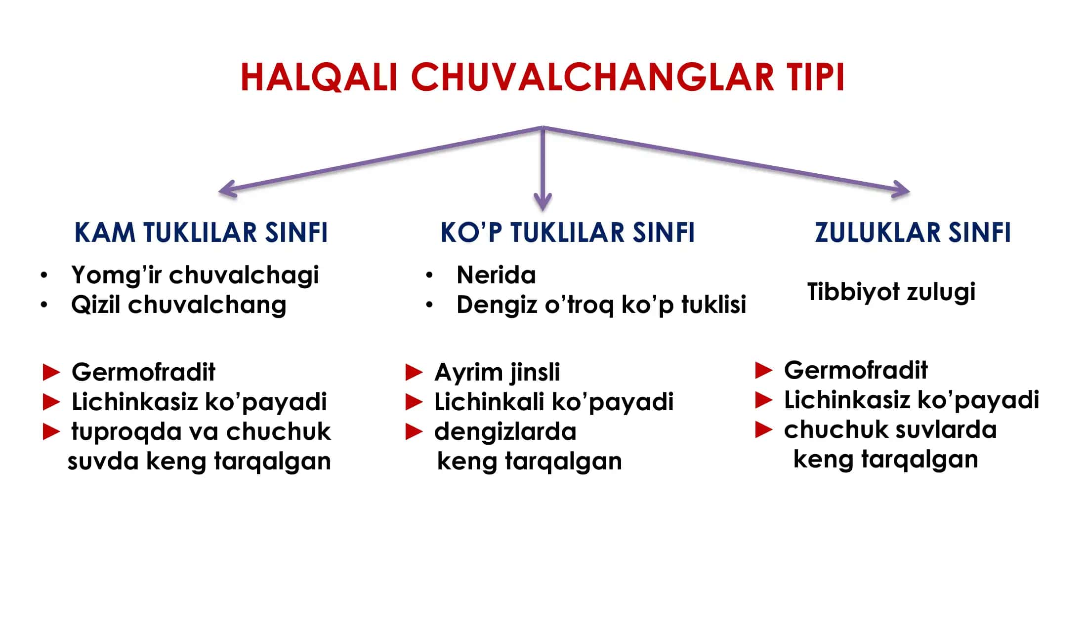Halqali chuvalchanglar tipi 2
