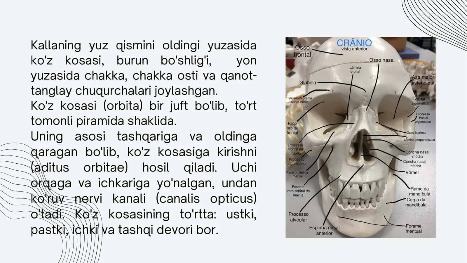 kalla suyagi anatomiyasi 2