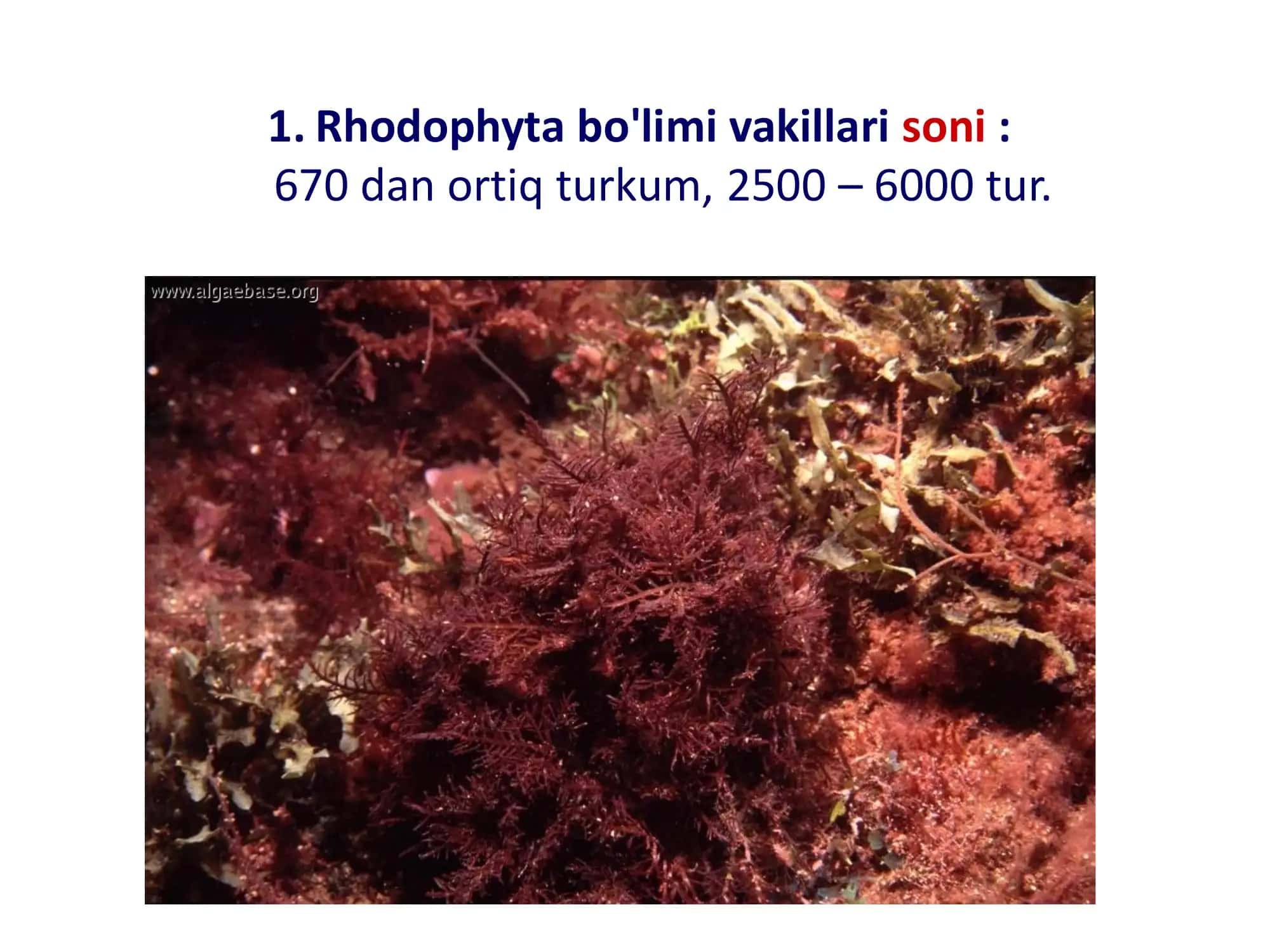 Qizil suvo'tlar Rhodophyta 2