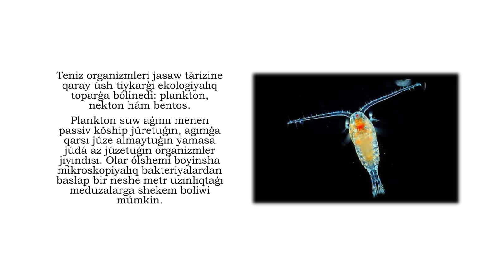 Dúnya okeanlar faunası 2