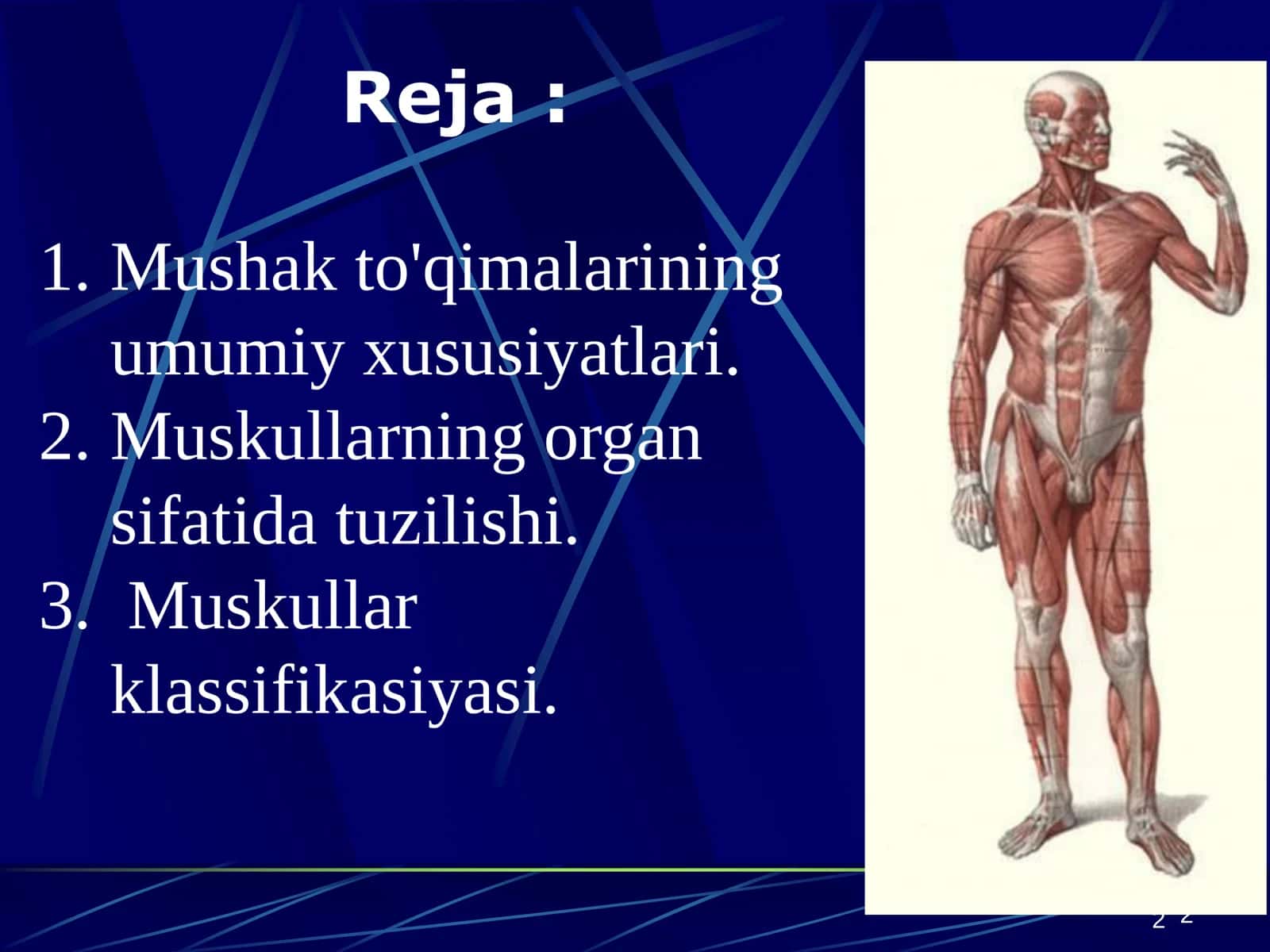 Muskullar sistemasiga umumiy tushuncha. Muskullar sistemasi klassifikatsiyasi, tuzilishi 2