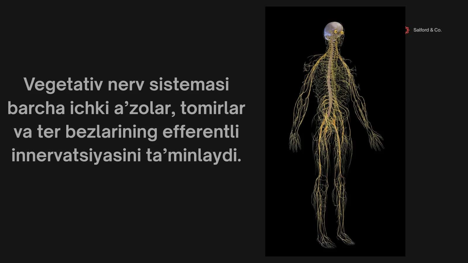 Vegetativ nerv tizimi fiziologiyasi 2