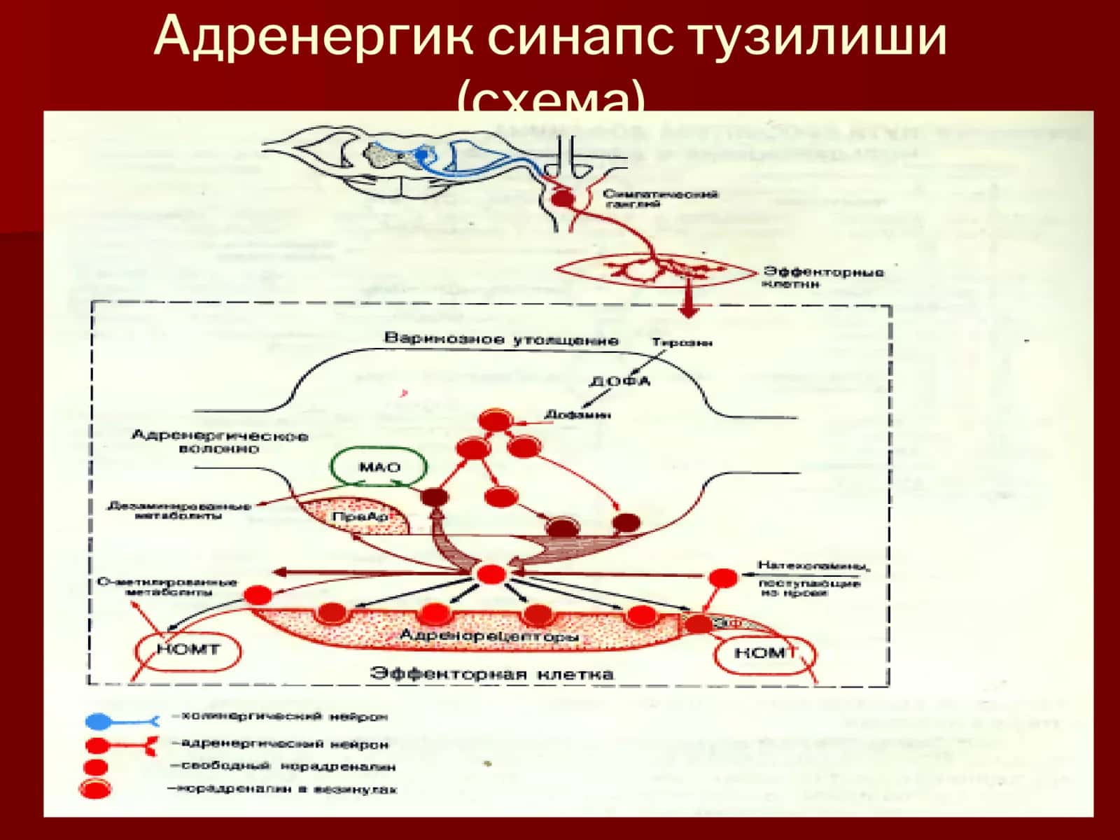 Адренорецепторларга таъсир этувчи воситалар 2