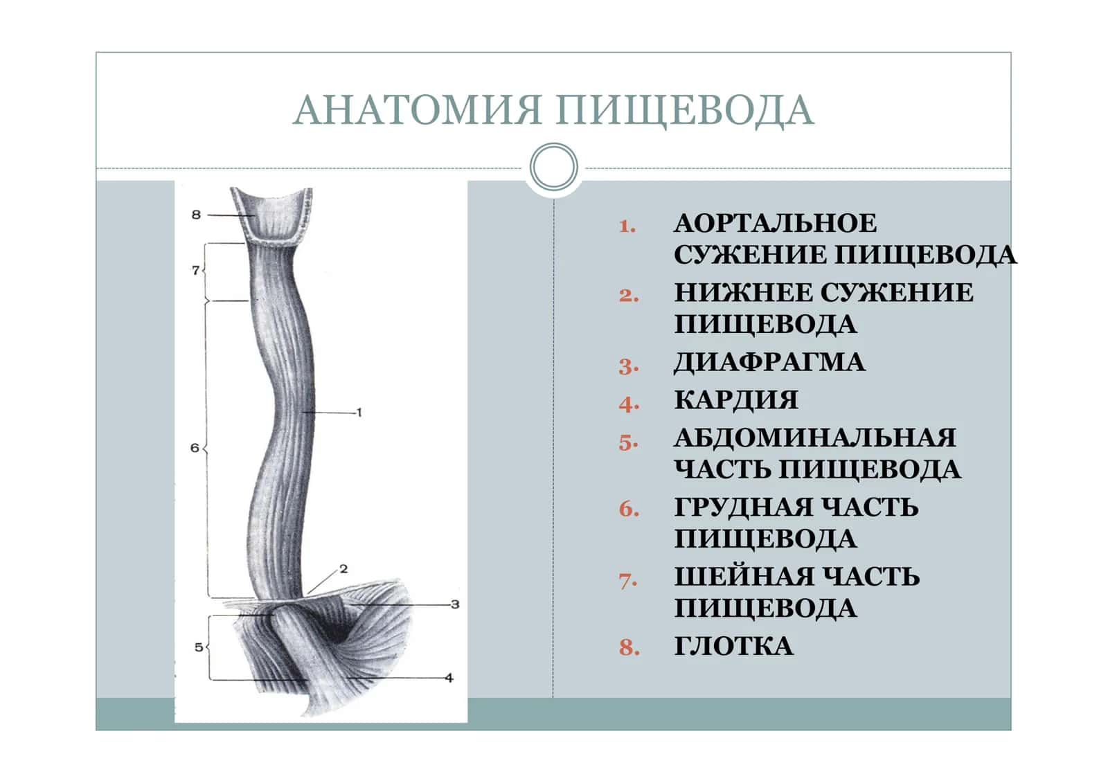 Заболевания пищевода 2