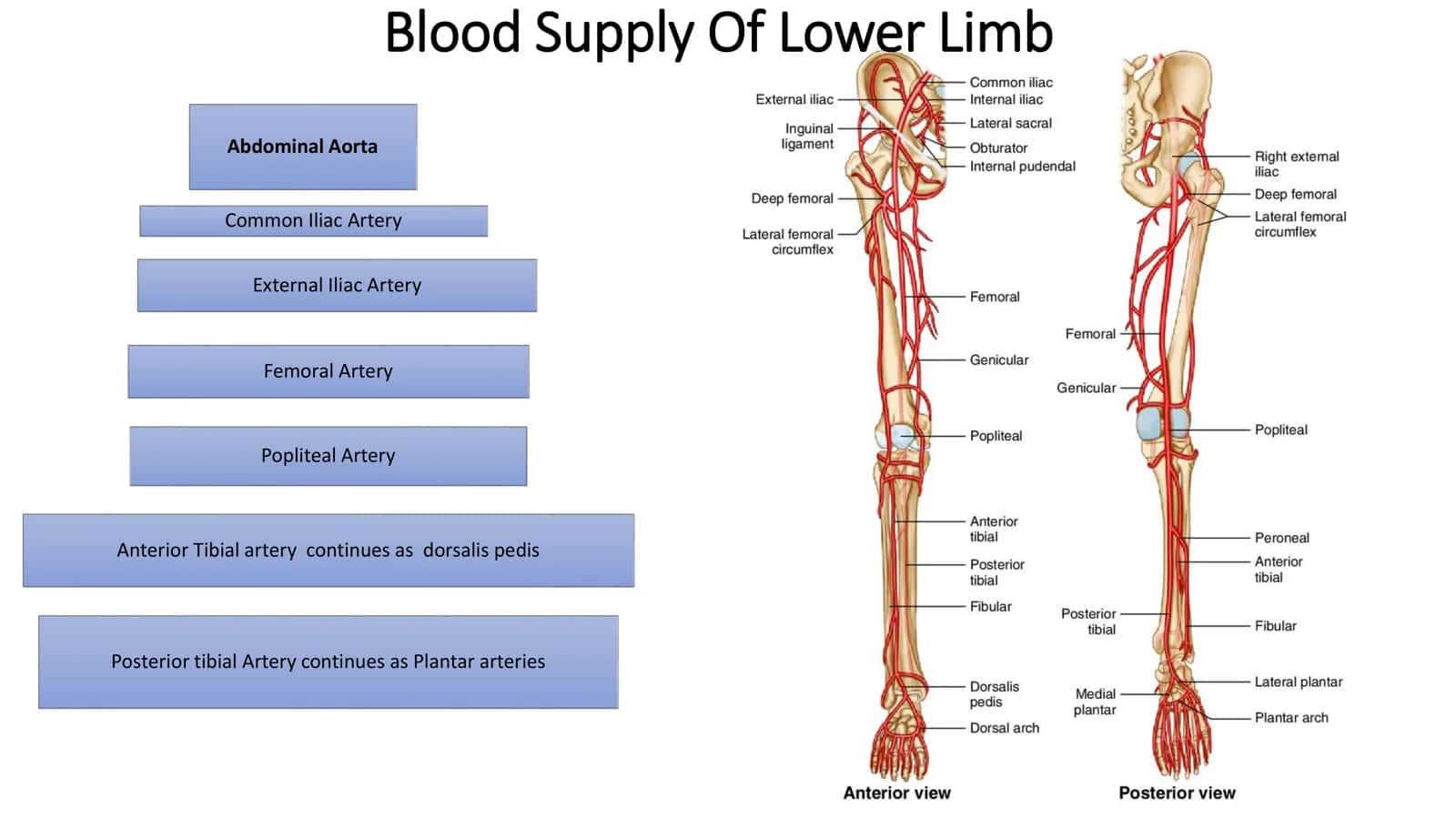 BLOOD SUPPLY OF UPPER AND LOWER LIMB 2