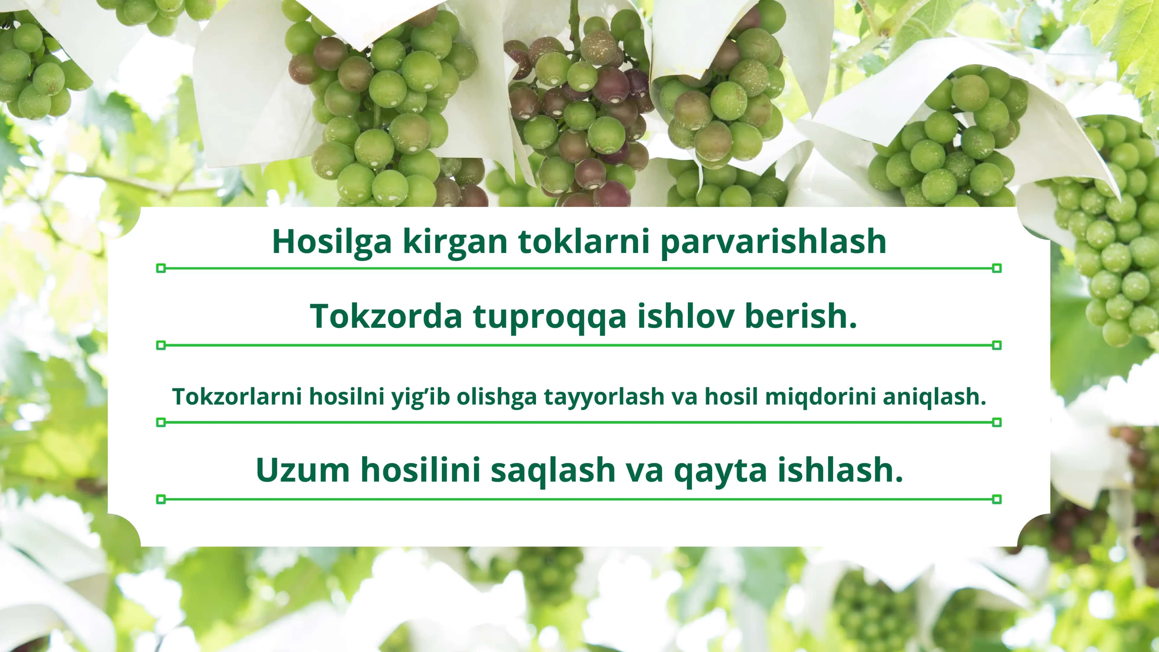 Hosilga kirgan toklar agrotexnikasi 2