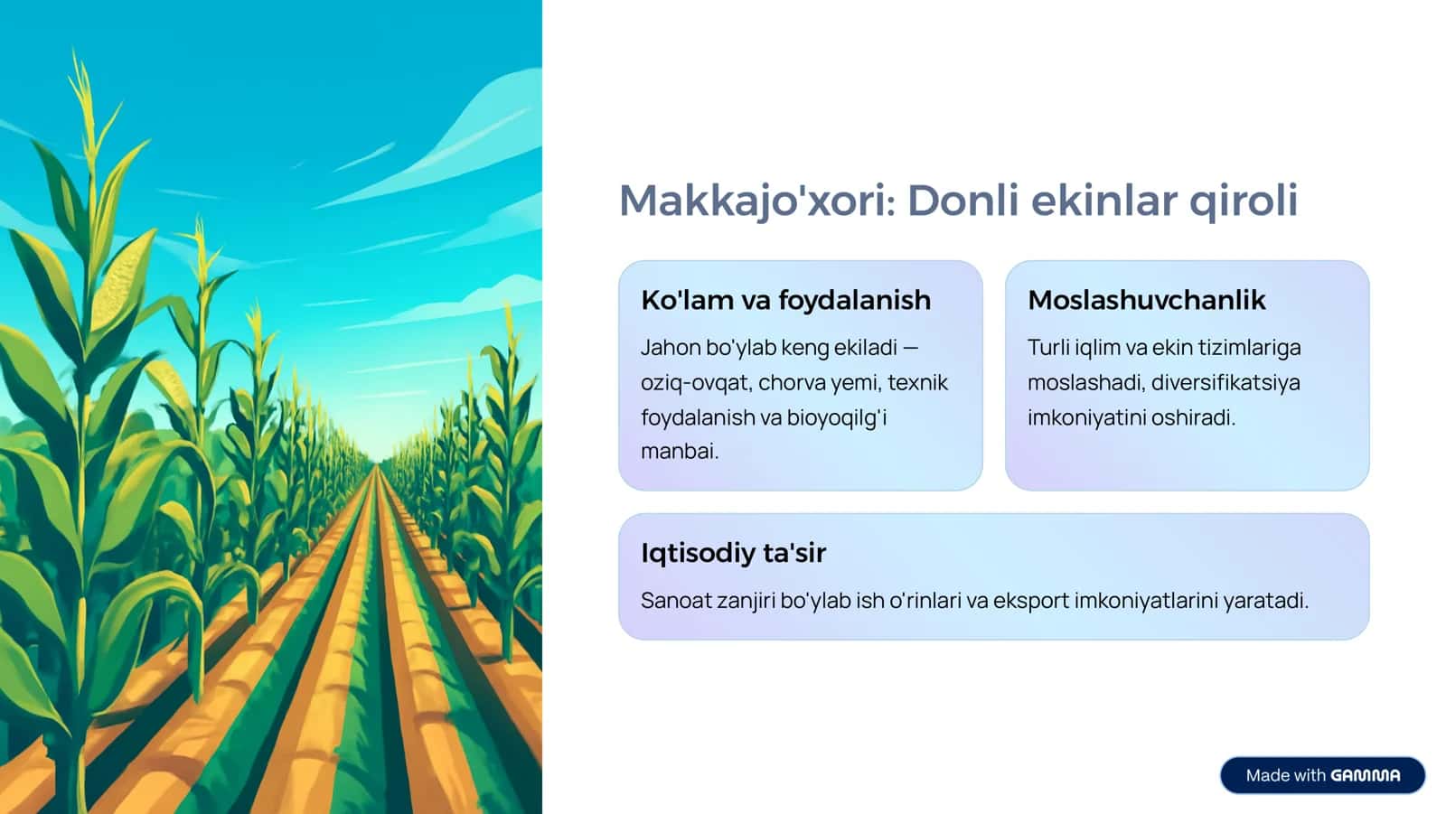 Makkajo'xori Donining Anatomik Tuzilishi va Yorma Ishlab Chiqarishdagi Ahamiyati 2