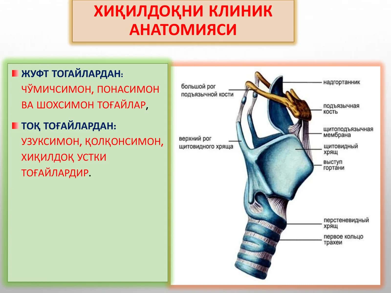 ХИҚИЛДОҚНИ КЛИНИК АНАТОМИЯСИ 2