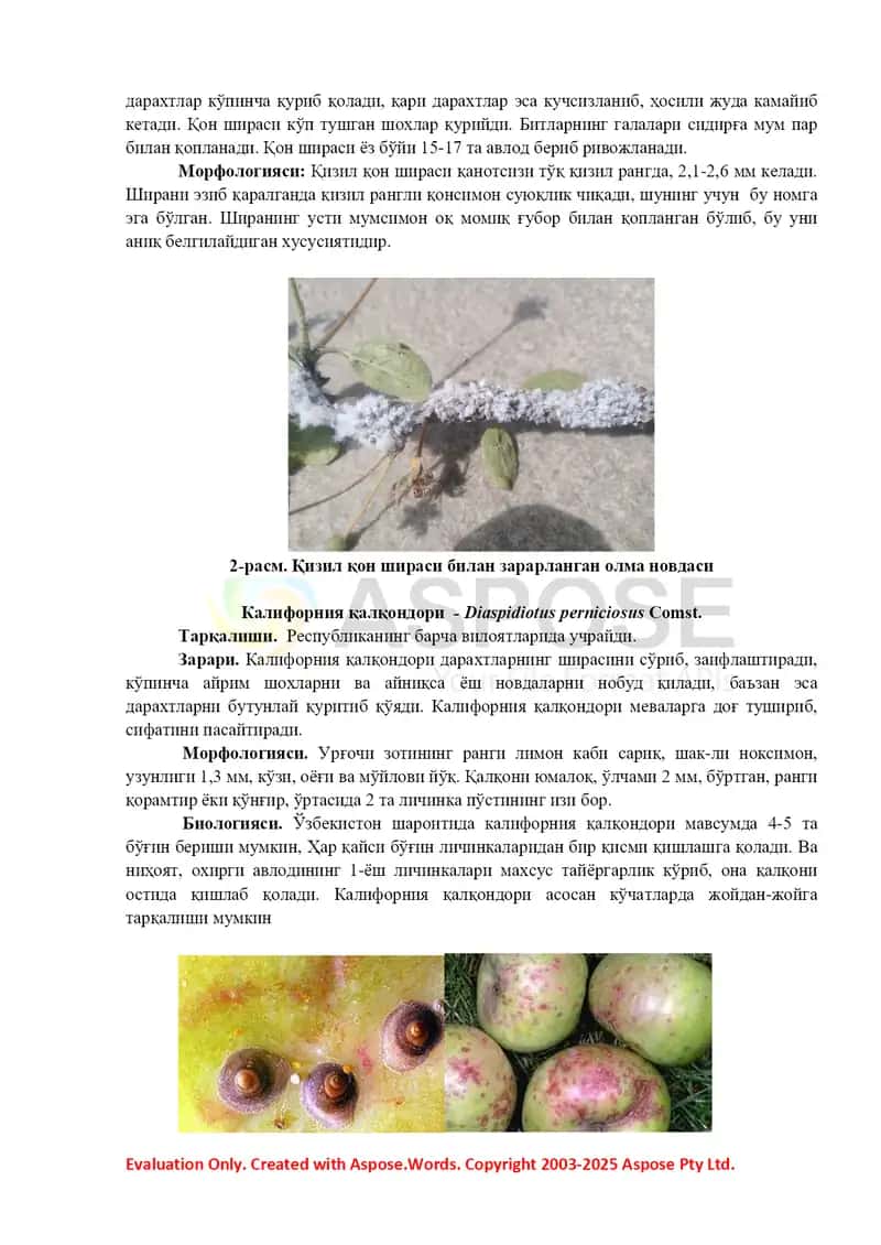 Mevali bog‘larni zararkunandalardan himoya qilish bo‘yicha kompleks chora-tadbirlar 2