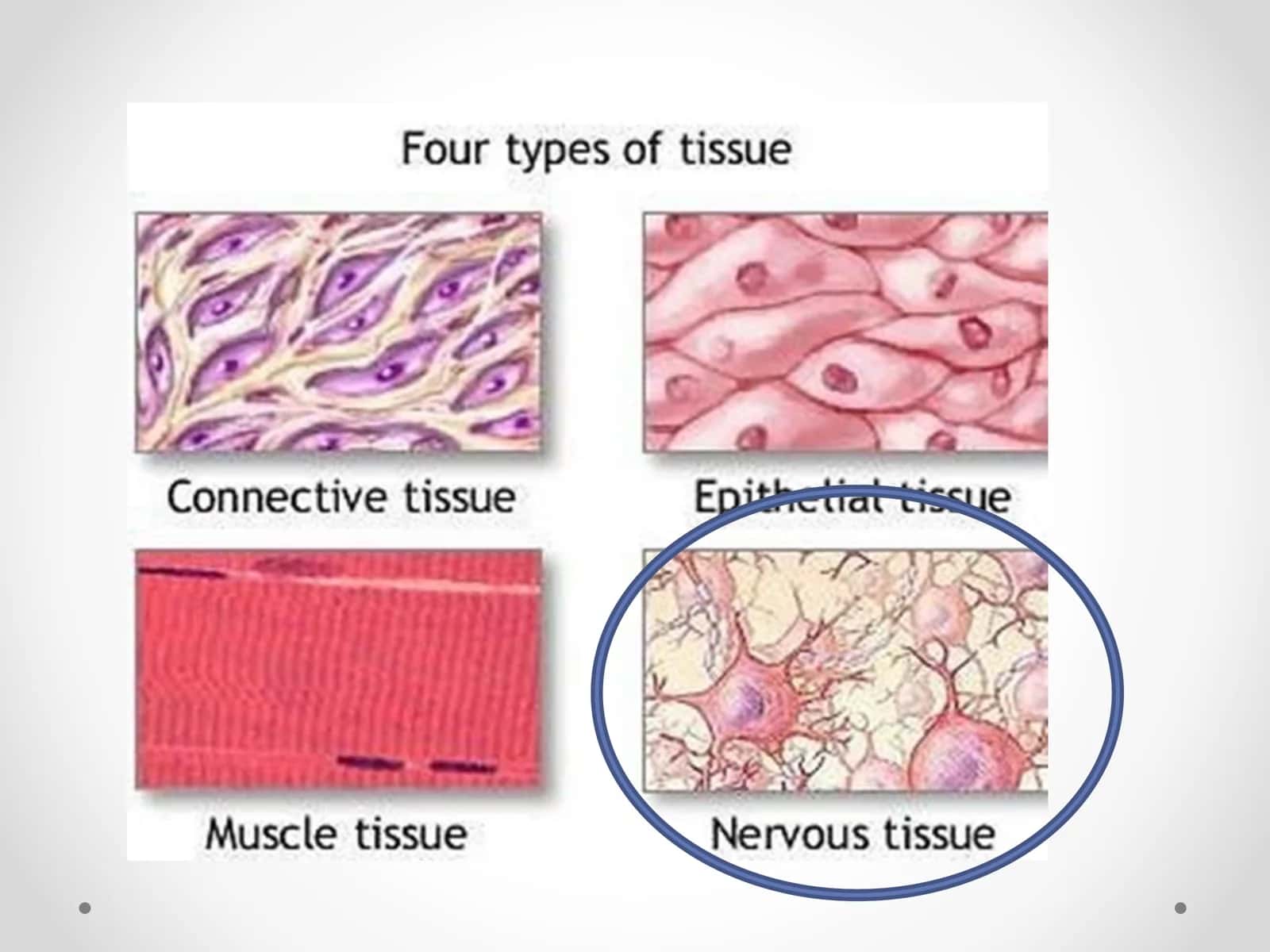 NERVOUS TISSUE 2