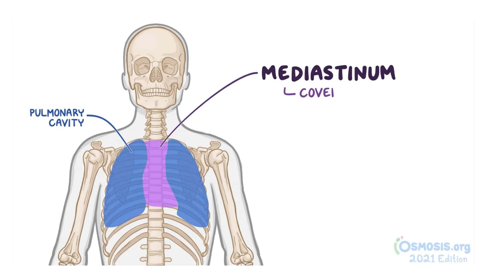 Mediastinum 2