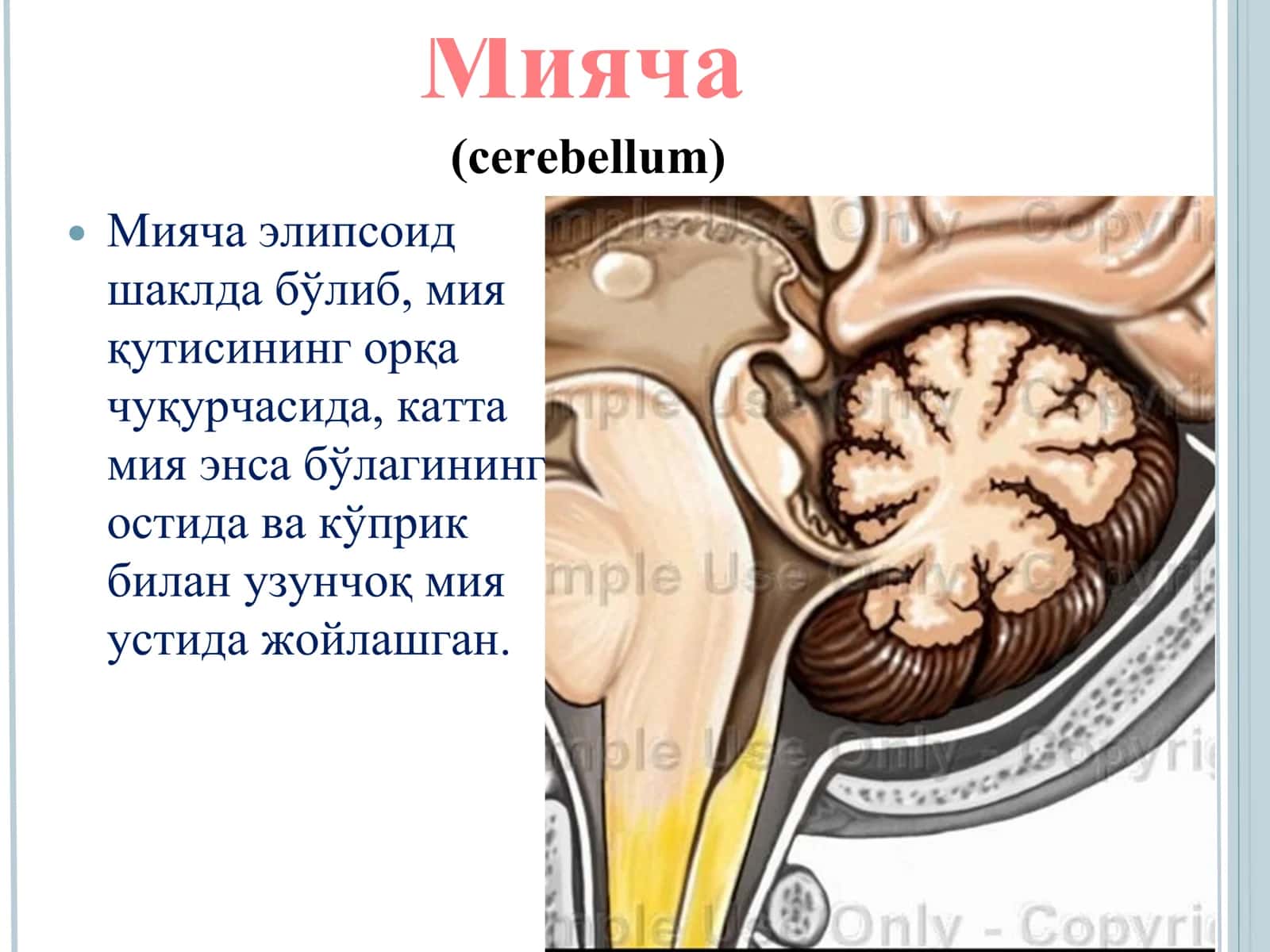 Мияча 2