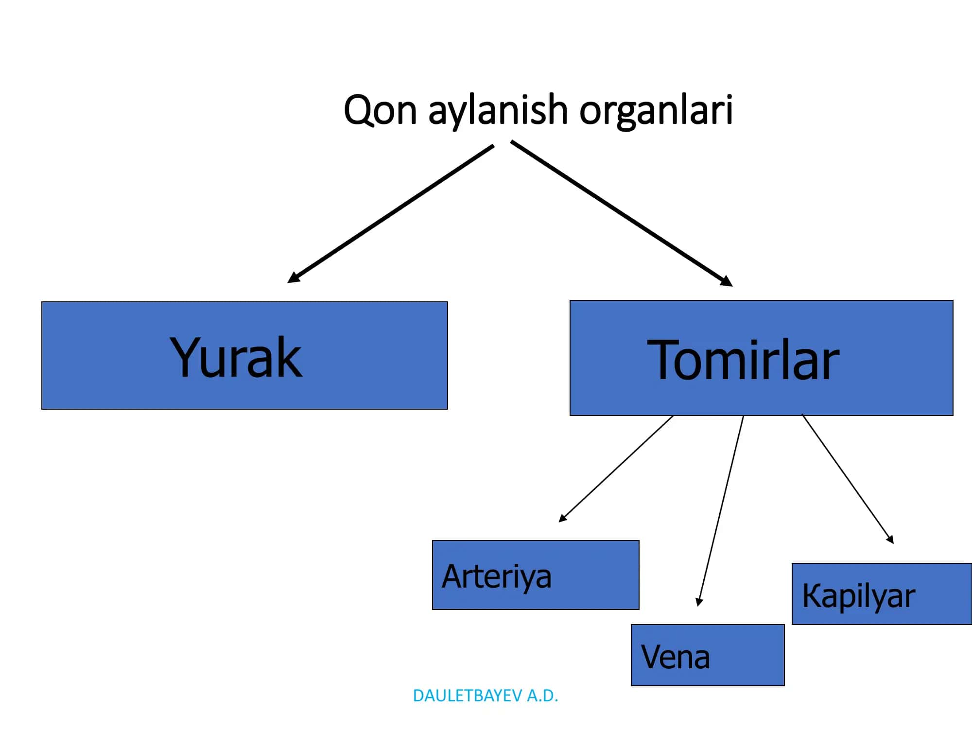 Yurak- qon tomirlar tizimi 2