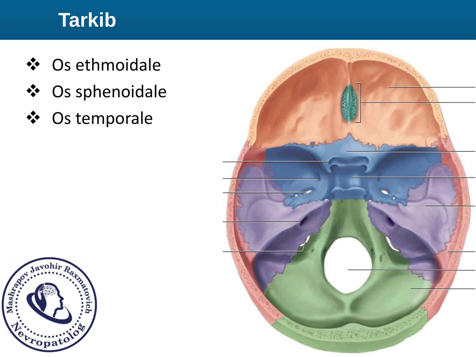 Bosh Suyaklar Anatomiyas 2