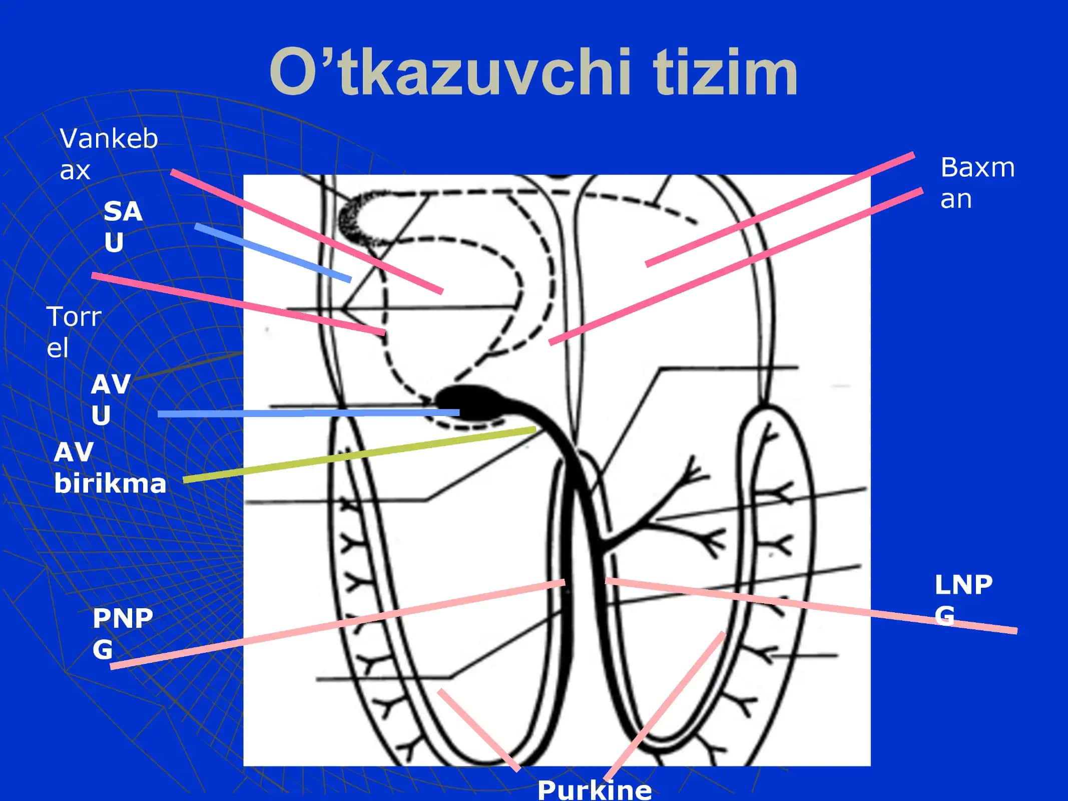 Qorinchal SAAR Spades 2