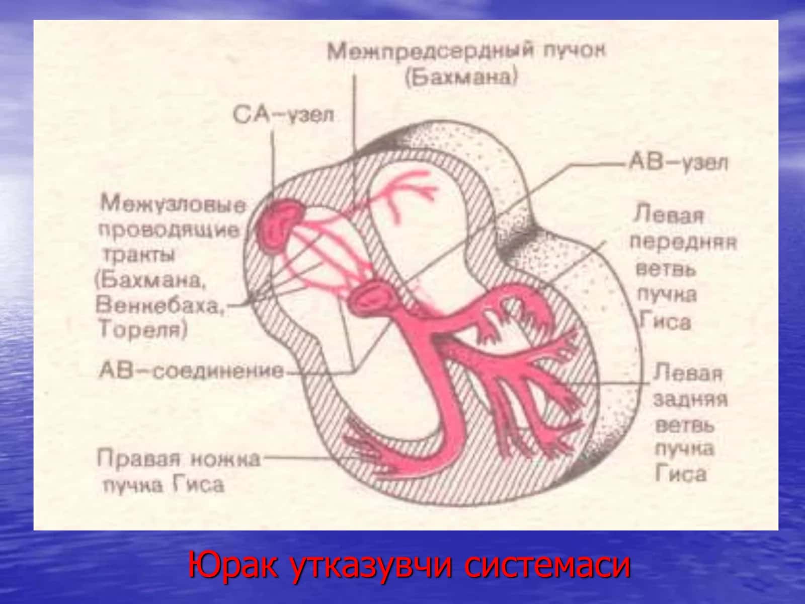 Юрак Аритмиялари 2